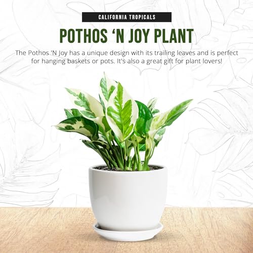 image for California Tropicals Pothos 'N Joy - 4