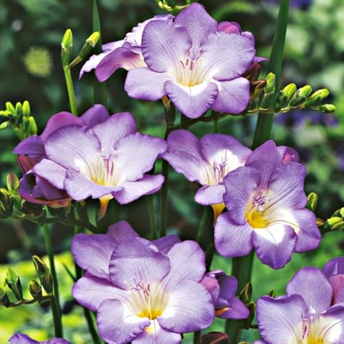 10 x Freesia Single Blue – Delicate Lavender Blue Flowers – Perennial – Summer Flowering Bulbs – Sweet Delicate Fragrance – for Your Beautiful Garden