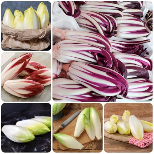 Semillas de achicoria, Semillas de Cichorium intybus, Comprar de invierno perennes 500pcs