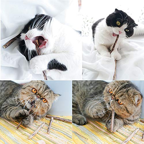 Onebarleycorn Katzenminze Sticks für Katzen, Matatabi Stick Katze Sticks Spielzeug Matabi katzensticks Katzenspielzeug für Zahnpflege,20 Stück
