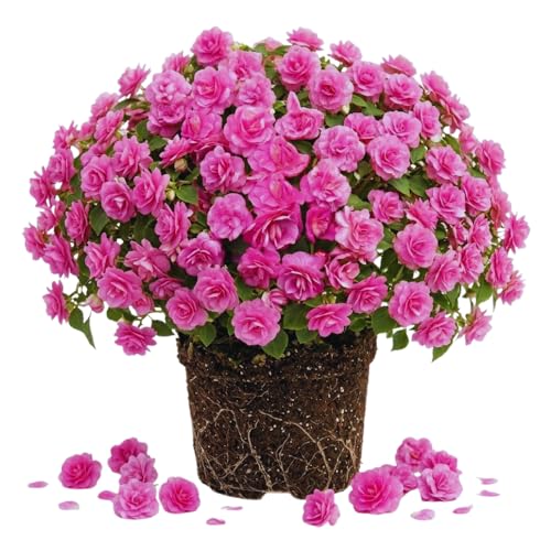 2 Impatiens Plants Live Impatiens Flower Live Plant 5 to 7 Inc Tall Annual Flower Hanging Basket Plants Outdoor Indoor (Double Pink)