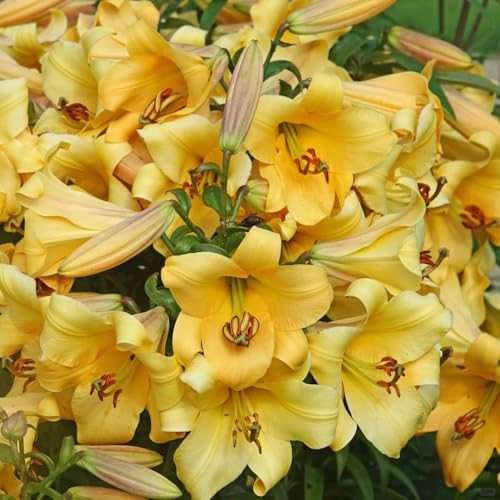 bulbi di gigli perenni resistenti, gigli degli alberi Piante da fiore resistenti all'esterno i tuberi dei gigli sono resistenti bulbi da fiore a precoce regali per gli amanti 2pcs