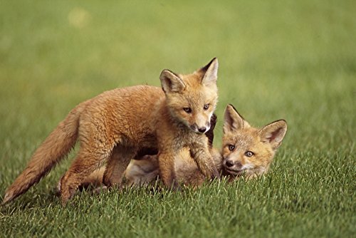 Posterazzi Red Fox Kits Playing on Golf Course 17x11