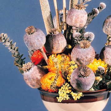 Park Seed Florist s Poppy Seeds, Pack of 200 Seeds