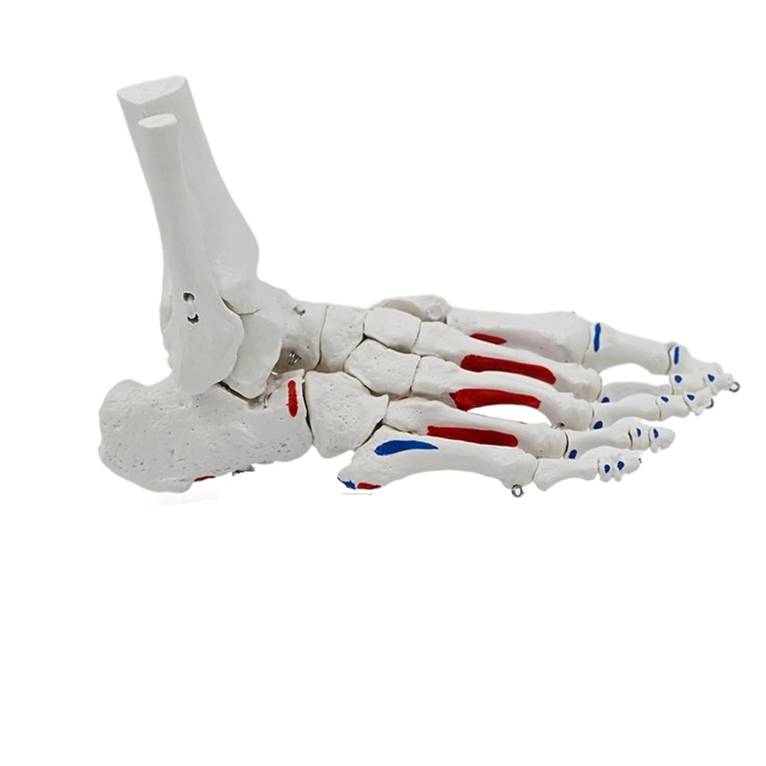 Life Size Foot Joints Bones Foot Anatomy Skeleton Human Foot Ankle Model with Shank Bone Anatomical Models LearningTool