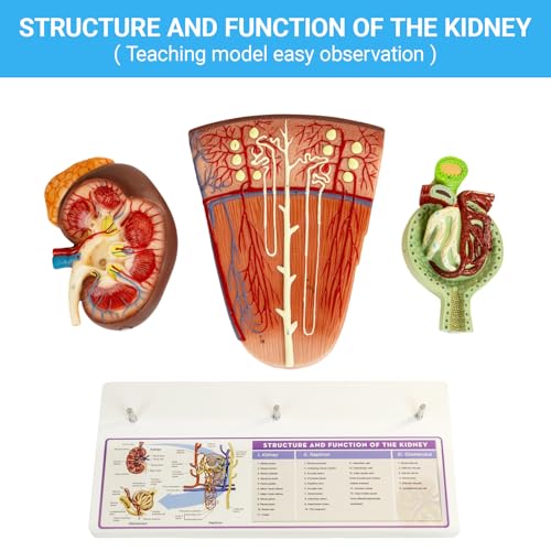 Image of Kidney Model, Human Kidney Nephron and Glomerulus Model, Kidney Anatomy Model for Medical Education Assisted Dissection Suitable for Anatomy Students, Urologists, Patient Consultation