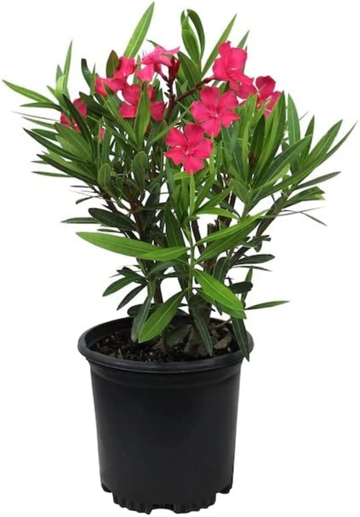 Garden Art Flowering Outdoor Live Plant For Home and Garden Decor | Pack of 1 Healthy Live Plant With Grower's Pot/Bag (Nerium Dwarf Red)