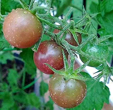 EarthPods Bio-Organic Tomato Fertilizer Capsules miniatura 4