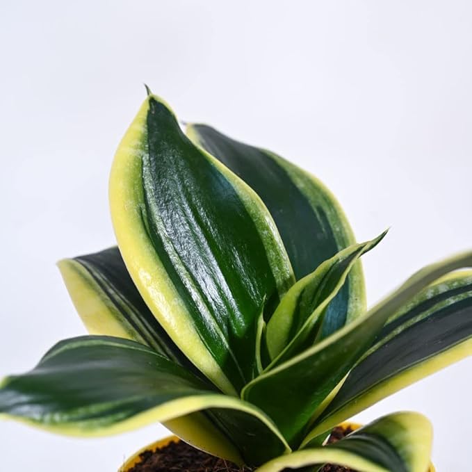Treeinkle Air Purifier Snake Plant Indoor Live Plant | Beautiful Sansevieria Golden Hahnii Snake Plant For Your Home, Office, Balcony and Living Room Decor With Round 4inch Pot (B0CSB2VCTG) Amazon Price History, Amazon Price Tracker