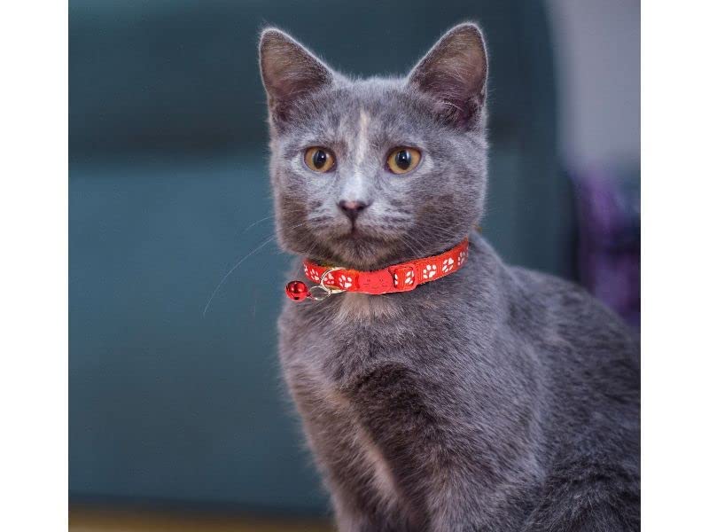 Image of Footprint Cat Collar with Bell Basic Dog Cat Collar I Buckle Adjustable Polyester Cat Dog Collar I with Bell 10 MM (RED Color)