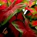 10 Caladium Bulbs Freida Hemple - Full Shade - Dark Red Center with Scarlet Main Veins and Green Border - #1 Red Variety for Pot Plant Production