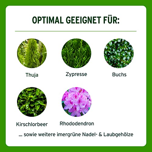 Substral Thuja-Vital, 500 ml, Spezial-Dünger zum Spritzen und Gießen für Thujen, Zypressen, Buchs, Kirschlorbeer, o.ä.