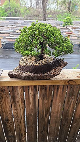 Muck-O Bonsai Muck Keto Soil For Making Kokedama, Kusamono And Seki-Joju (Accent Plants, Rock Plantings And Moss Balls) #TOP5