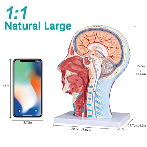 Image of Face Head Muscle Model - Human Half Head & Neck Anatomy Model Superficial Neurovascular Model with Musculature 1:1 Life Size Anatomical Median Section for Science Classroom Display Teaching