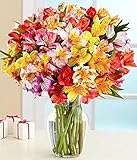 Flower Delivery Service Bloomsybox- Rainbow Fields Multicolored Alstroemeria Bouquet Full Flowers Sustainably Grown and Harvested, No Vase Included