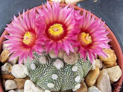 Astrophytum Super KABUTO RED FLOWER exotic cacti rare colors of cactus seeds 20 SEEDS -:Seeds Only