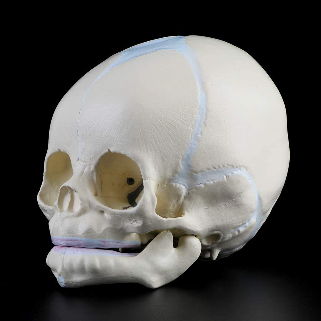 Model Czaszki Niemowlęcej, Anatomiczny Model Kości Czaszki Niemowlęcej, Medyczne Materiały Dydaktyczne, Narzędzia Badawcze I Sprzęt 13 X 10 X 10,5 Cm