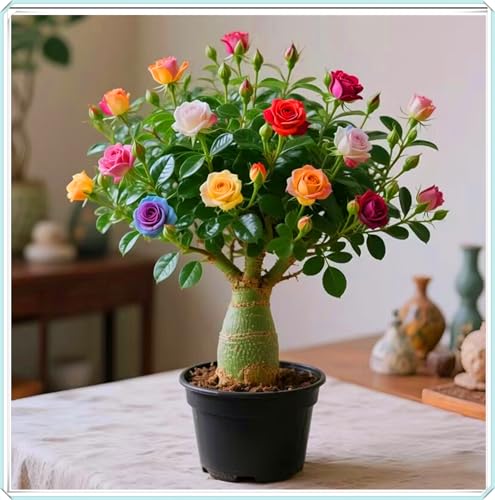 La rosa del desierto florece fácilmente durante toda la temporada sin necesidad de mantenimiento.-3bulbos-C