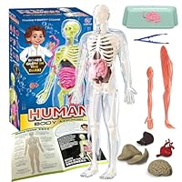 Human Body Model for Adults,31cm Human Body Model, Removabl Human Torso Anatomy Model with 9 Organs, Human Body Science Kit,for Boys Girls Science Education & Medical