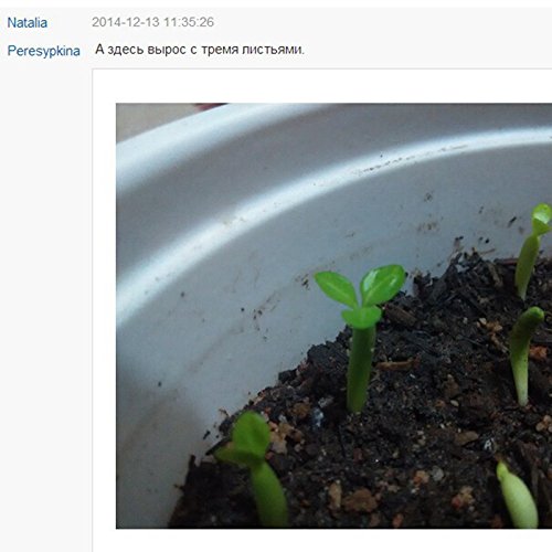 10 pezzi reale Adenium obesum Semi Desert Rose