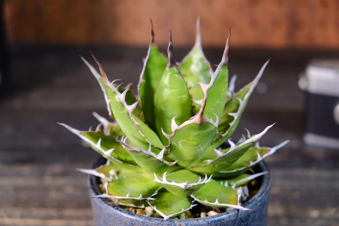 HOT,限定セール アガベ ホリダ ライムグリーン HOT,限定セール アガベ ホリダ ライムグリーン