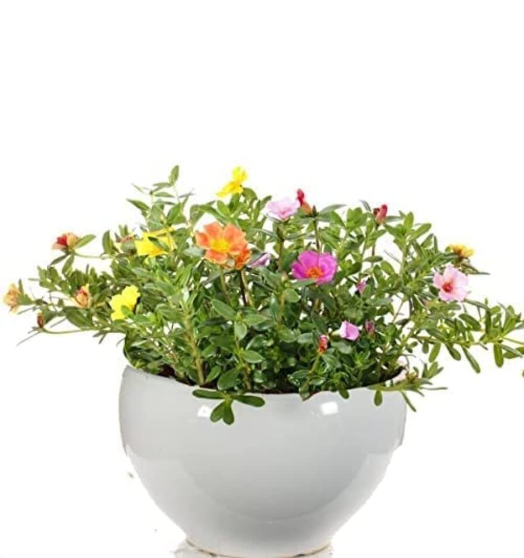 Hitanshi World 7 colour purslane live plants cutting without roots (Pack of 10 cuttings) (B0C4VDWQ8G) Amazon Price History, Amazon Price Tracker
