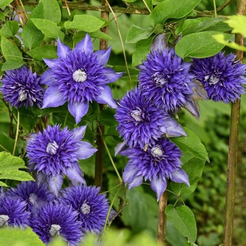 Bulbos de clemátide las trepadoras son resistentes perennes balcón resistentes, balcón jardín 15pcs