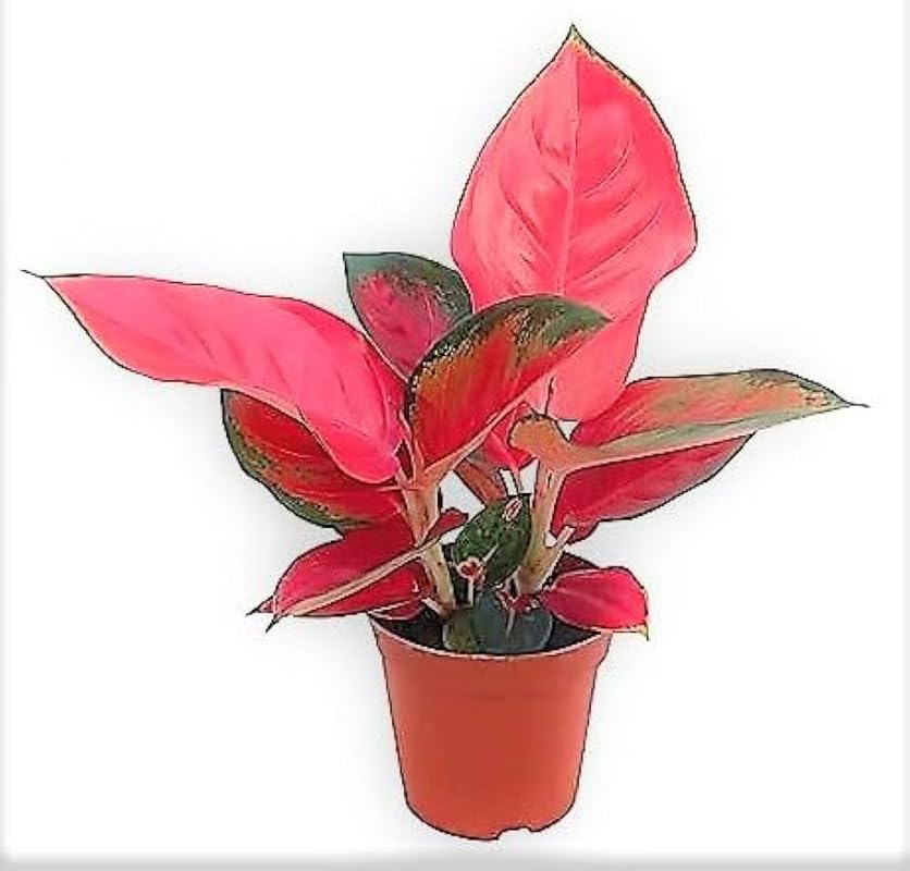 Thailand red Aglaonema (Lipstick Single Stem) Natural Live Indoor