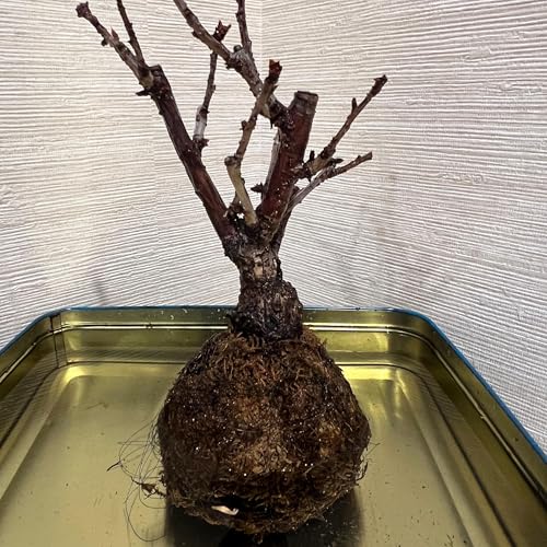 『Zen Bonsai Vibes – A Tree, A Day, A Voice』のカバーアート