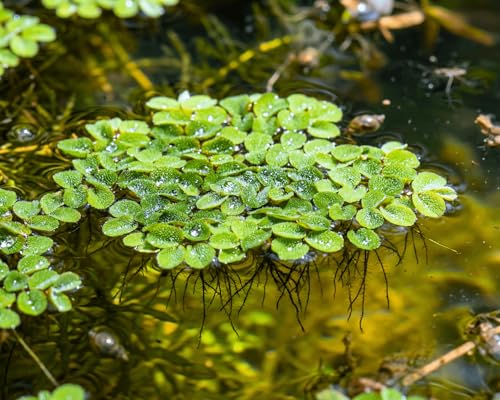 Hübsche Schwimmpflanze für Teich und Aquarium - Büschelfarn NANO - Salvia natans - Garnelio Portion