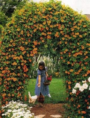 Livox® THUNBERGIA POT FLOWER MIX Seed (10 per packet) (B08P797XY9) Amazon Price History, Amazon Price Tracker