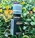 Palmarosa Essential Oils ~100% Pure and Natural Aromatherapy Massage Oil - Undiluted-(10ml)