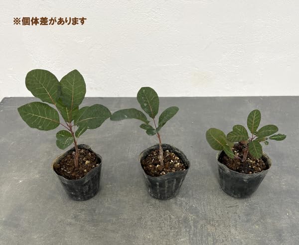Amazon.co.jp: スモークツリー：グレース3号ポット[けむりの木][花木の