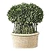 Uttermost Green Willow 17" High Boxwood Topiary Faux Plant in Planter