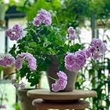 geranien samen winterhart, balkonpflanzen bio saatgut winterharte stauden balkonblumen hochbeett blumensamen balkon dekoration wohnzimmer gartenpflanzen bienenweide saatgut mehrjährig 250pcs