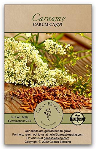 Gaea's Blessing Seeds - Caraway Seeds for Planting - Non-GMO Open-Pollinated Heirloom 93% Germination Rate