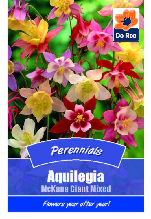Aquilegia McKana Giant Mixed Perennials -40 Seeds Flower Plant