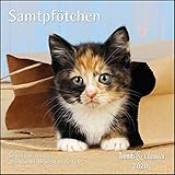  Samtpfötchen 2022 - Wandkalender - Katzenkalender - mit herausnehmbarem Poster - Format 30 x 30 cm