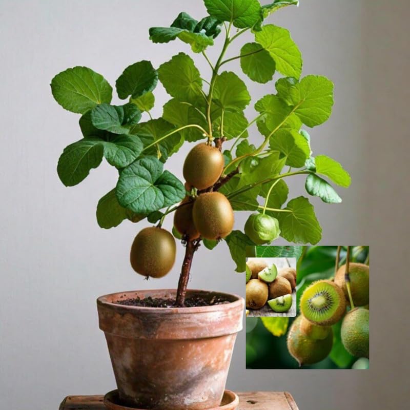 Kiwi hybrid live plant with fruit (Pack of 1 Healthy live plant)-image-10