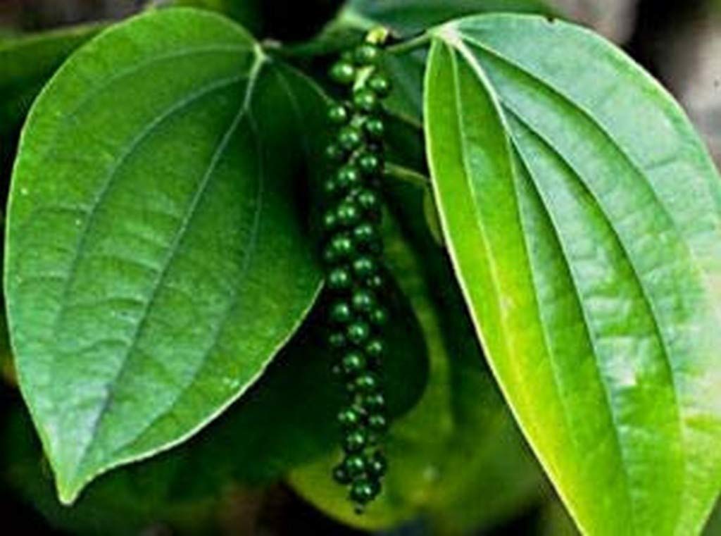 Creative Farmer Live Plant Black Pepper (Piper Nigrum) Climber Vines Spice Herb (1 Live …Spicy Plant) (PLANT-101-PEPPER1112ll@) (B08Q8HM7K5) Amazon Price History, Amazon Price Tracker