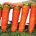 Seeds Carrots Krasnyy Velikan - Red Giant Organic Russian Heirloom Vegetable