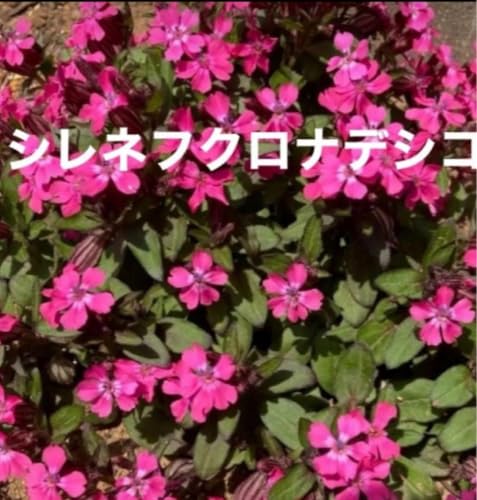 �Ԃ̎� �V���l �t�N���i�f�V�R 200��