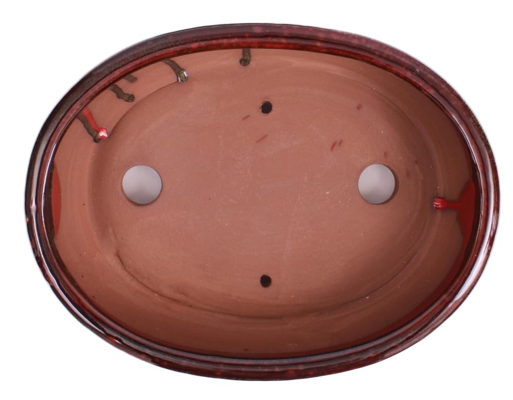 hellweg bambus pflanze Heiliger Bambus Sunset Boulevard® - Nandina domestica sunset boulevard ®