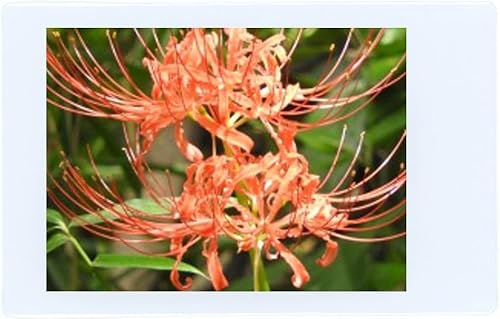 フジフイルム Instax Mini インスタント フィルム (ツイン パック 3 枚 合計 60 枚)