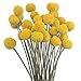 JOJAZE 30 Pcs Natural Dried Flowers Craspedia Billy Balls Flowers Yellow Dried Craspedia Flowers Billy Buttons Floral Bouquet for Flower Arrangements Wedding Home Tall Vase Decor Fall Autumn