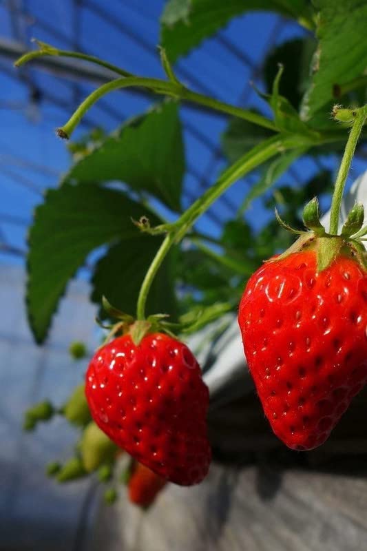Ritz Farming Pack of 30 seeds Red Climbing Strawberry Seeds Everbearing Fruit Plant Home Garden Sweet and Delicious (B09WJ6DQVL) Amazon Price History, Amazon Price Tracker