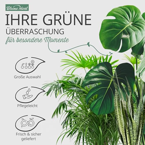 Pflanzenüberraschung | 6er-Set | ca. 30-70 cm | Ø 12-15 cm Topf | Zimmerpflanzen für Wohnung und Büro | Qualität vom Pflanzen Profi | Geniale Raumbegrünung