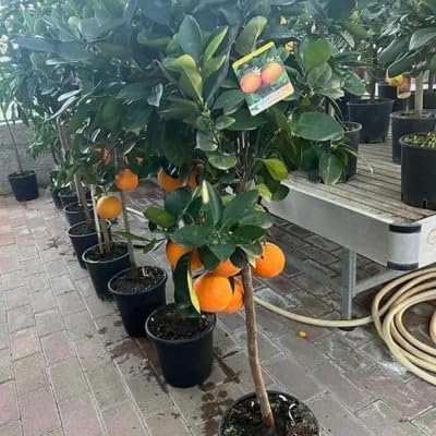 Pianta Di Arancio Moro In Vaso 24 Cm, Età 3/4 Anni, Citrus Sinensis, Foto Reale Dal Vivaio, Ideale Per Giardino E Balcone
