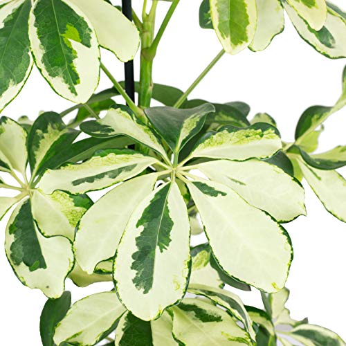 Strahlenaralie Mix - echte Zimmerpflanze, Schefflera - Höhe ca. 45 cm, Topf-Ø 13 cm - Image 5