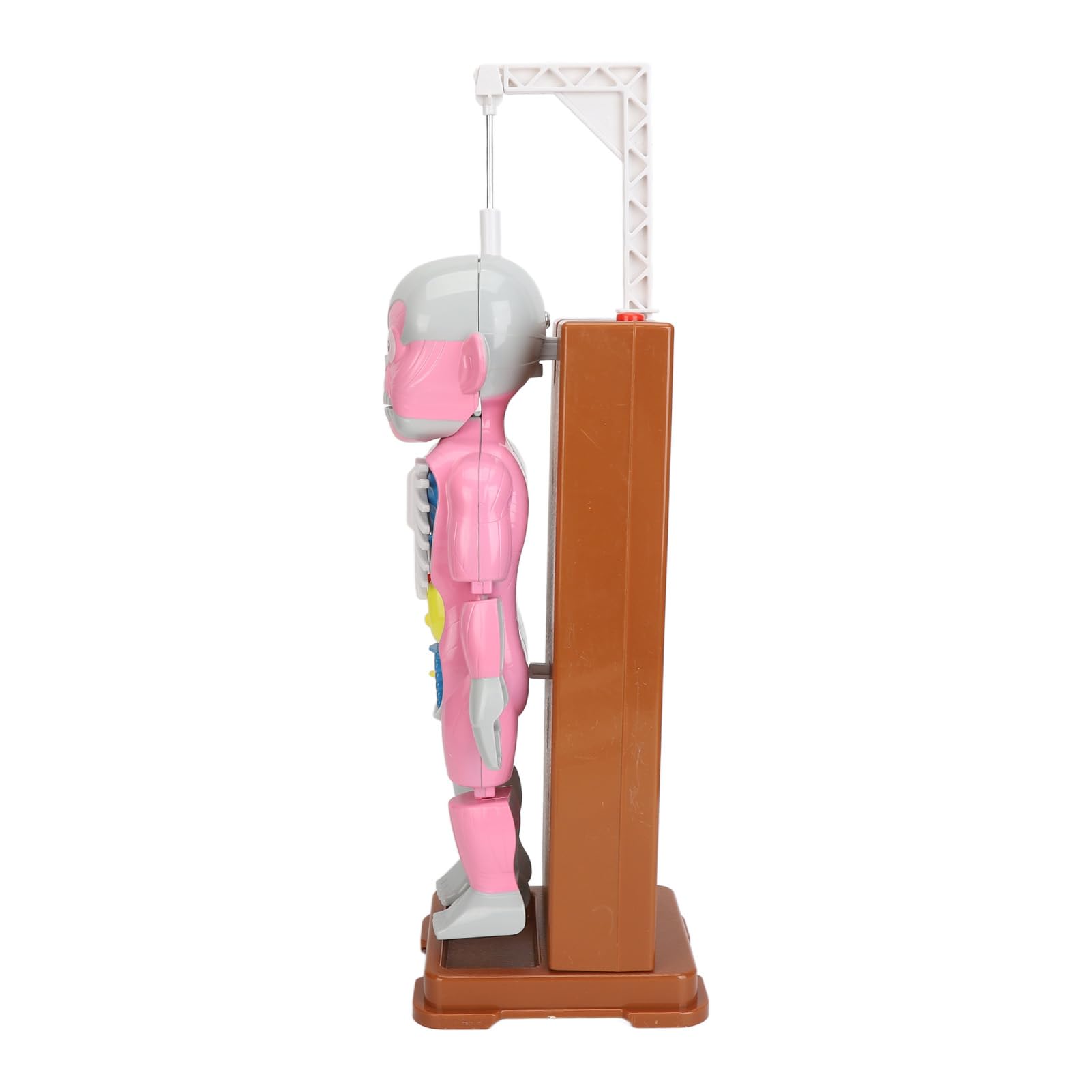 Zunate Modelo de Torso de Anatomía Humana con órganos Extraíbles